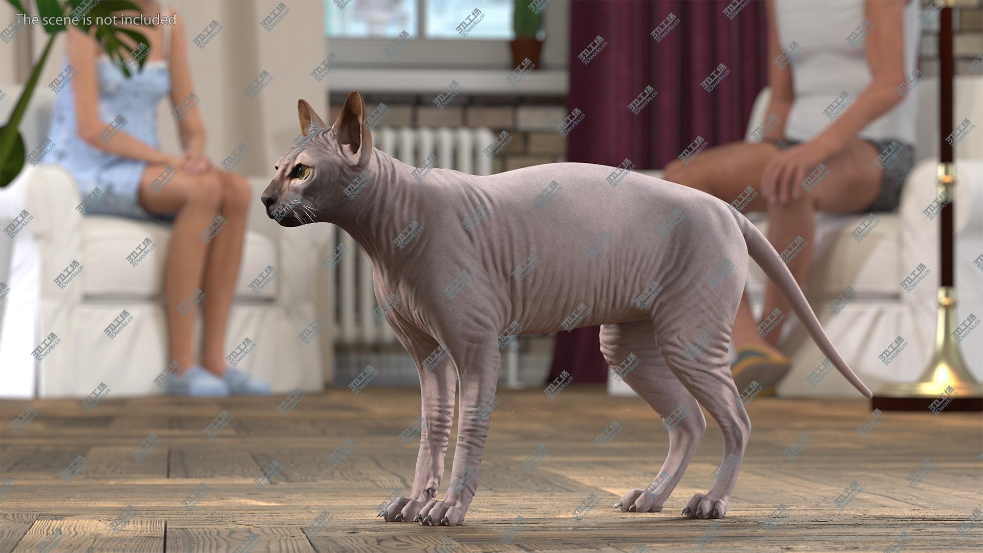 images/goods_img/202104093/Dark Cream Sphynx Cat 3D model/4.jpg